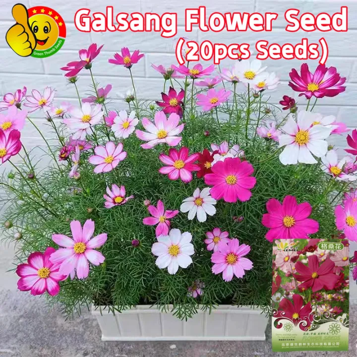 Cosmos%20Flowers%20Seeds%2020%20PIce%20(China%20Multicolor%20Flowers%20Seeds)%20-%20Image%202