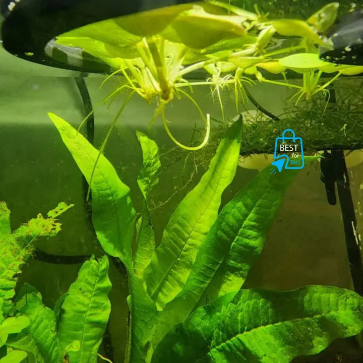 Amazon%20Frogbit%20Aquarium%20Plants%20Limnobium%20laevigatum%20-%20Floating%20Plants%20-%20Floating%20Aquarium%20Plant%20-%20Aquarium%20live%20plant%20(3%20Piece%20Plants)%20-%20Image%206