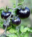 Black Tomato Seeds - 15 Seeds 99tk.