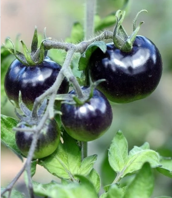 Black Tomato Seeds - 15 Seeds 99tk