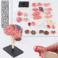 New 4D Human Brain Model Kids Scientific Medical Teaching Anatomical Model Lab Display Model DIY Assembling Model. 