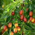 5 Pcs Jujube Seeds Real Exotic Fruit Jujube Seeds Bonsai Natural Healthy Delicious Organic Beautiful Easy Grow Perennial Plant. 