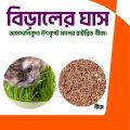 2000 Pcs Cat Grass Bonsai seeds Herb Edible Lemongrass Bonsai Plant.