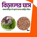 2000 Pcs Cat Grass Bonsai seeds Herb Edible Lemongrass Bonsai Plant. 