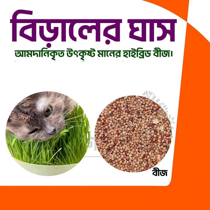 2000%20Pcs%20Cat%20Grass%20Bonsai%20seeds%20Herb%20Edible%20Lemongrass%20Bonsai%20Plant%20-%20Image%206