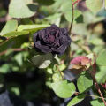 Black Rose Flowers seeds 16pics + Gift. 