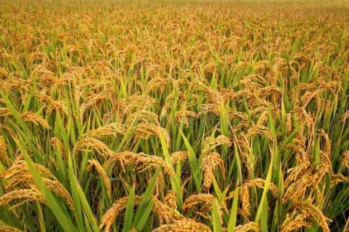 Pakistani%20Basmoti%20Rice%20Seeds%20-%20Image%206