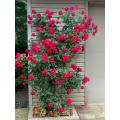 30 Pcs Seeds Global Perennial Red Rose Tree Flower Seeds. 