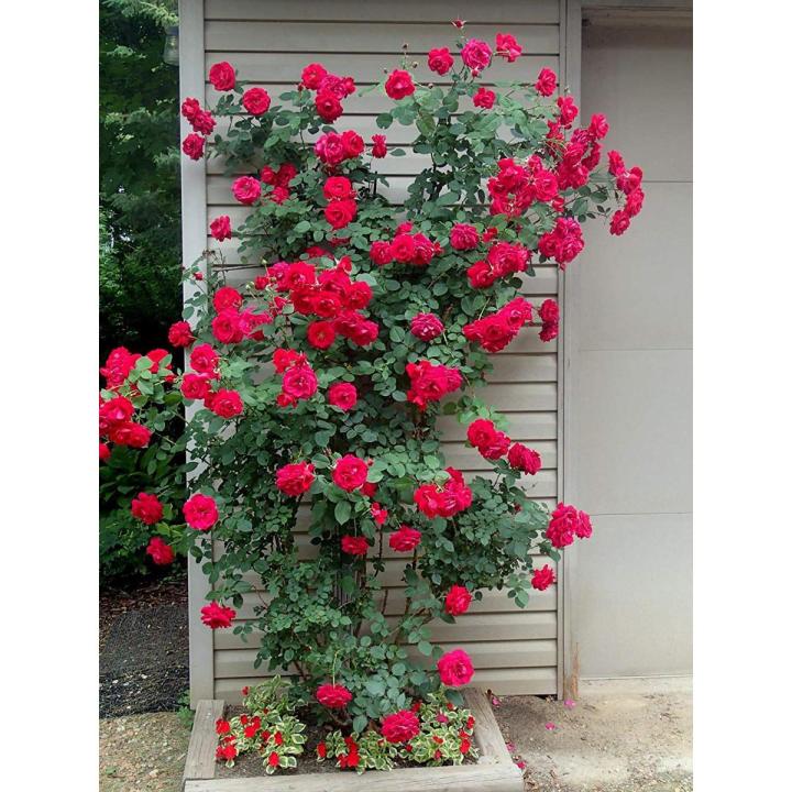 30%20Pcs%20Seeds%20Global%20Perennial%20Red%20Rose%20Tree%20Flower%20Seeds%20-%20Image%203