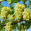 All Season Sweet Green Grape Seeds- 20 Pcs Seeds.