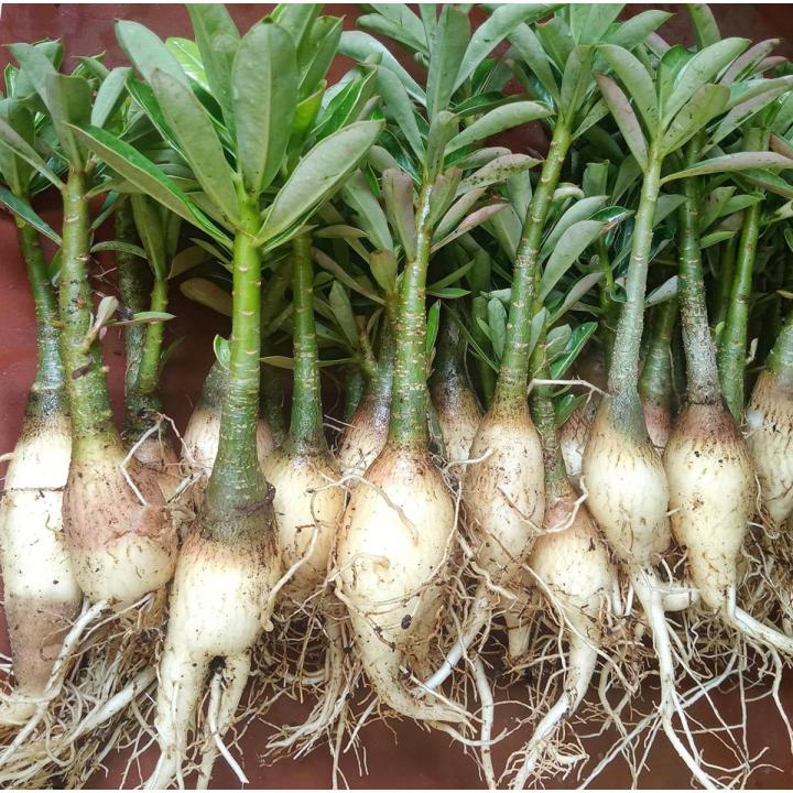 Adenium%20Obesum%20Plant%20Six+%20inch%20Size%20-%201Pc%20Plant%20-%20Image%205