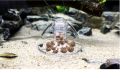Pond Hydroponic Plants Aquatic Supplies Pest Catch Box Planarian Catcher Cleaning Tool Aquarium Snail Trap. 