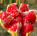 All Season Sweet Pomegrante Bedana - 20+ Seeds.