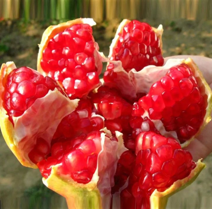 All%20Season%20Sweet%20Pomegrante%20Bedana%20-%2020+%20Seeds%20-%20Image%205