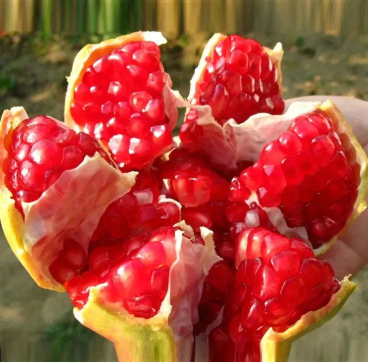 All%20Season%20Sweet%20Pomegrante%20Bedana%20-%2020+%20Seeds%20-%20Image%205