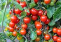 Cherry Tomato Red Color - 20 pcs Seed F1 Hybrid - চেরি টমেটো লাল.