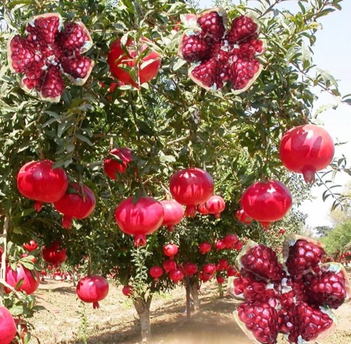 All%20Season%20Sweet%20Pomegrante%20Bedana%20-%2020+%20Seeds%20-%20Image%202