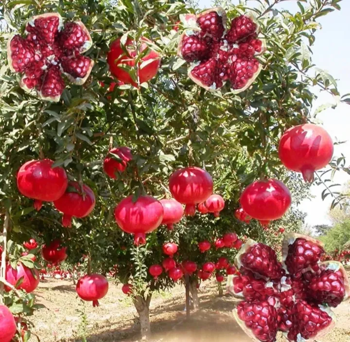 All%20Season%20Sweet%20Pomegrante%20Bedana%20-%2020+%20Seeds%20-%20Image%202