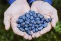 Blueberry Fruit Seeds - 50 Pieces +gift ( best quality seeds and 99% germination rate).