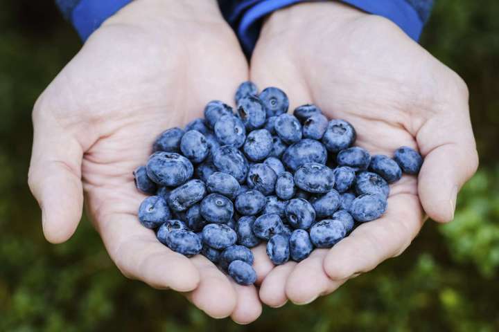 Blueberry%20Fruit%20Seeds%20-%2050%20Pieces%20+gift%20(%20best%20quality%20seeds%20and%2099%25%20germination%20rate)%20-%20Image%204