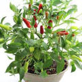 All Season Indian Bullet Chili Hybrid SeedS For Plants and Tob/Terrace - 30PcS. 
