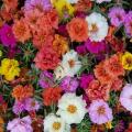 পর্তুলিকা / মসরোজ বীজ - 100/200+ Pcs Seed of Portulaca Mossrose Flower - Mixed Color All Season Imported Hybrid Seed.