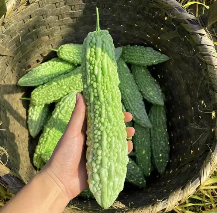 All%20Season%20Hybrid%20Korola%20(Bitter%20Gourd)%20Seeds%20-%2010+%20Seeds%20-%20Image%204
