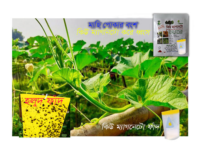 Yellow%20Sticky%20Traps%20-%20Adhesive%20Insect%20killing%20Trap%20-%20Yellow%20Color%20Traps%20Insects%20killer%20Trap%20-%20Yellow%20Sticky%20for%20Insect%20(5%20pcs%20Bundle)%20-%20Image%202