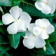 Vinca (নয়নতারা) Flower Seed - 25+ pcs Mix Color F2 Hybrid Seed. 
