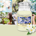 Yankee Candle Classic Large Jar Midnight Jasmine (Floral) 623G.