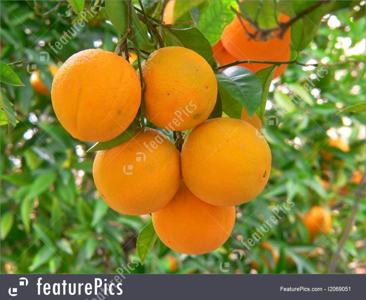 Creative%20Farmer%20Orange%20Tree%20Fruit%20Seeds%20For%20Terrace%20Garden%20Fruit%20Seeds%20Garden%20Pack%20-%2010Pcs%20-%20Image%205