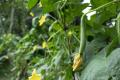 Deshi Organic Sweet Dhundol Seeds - 15 pcs seeds (Intake Packet).