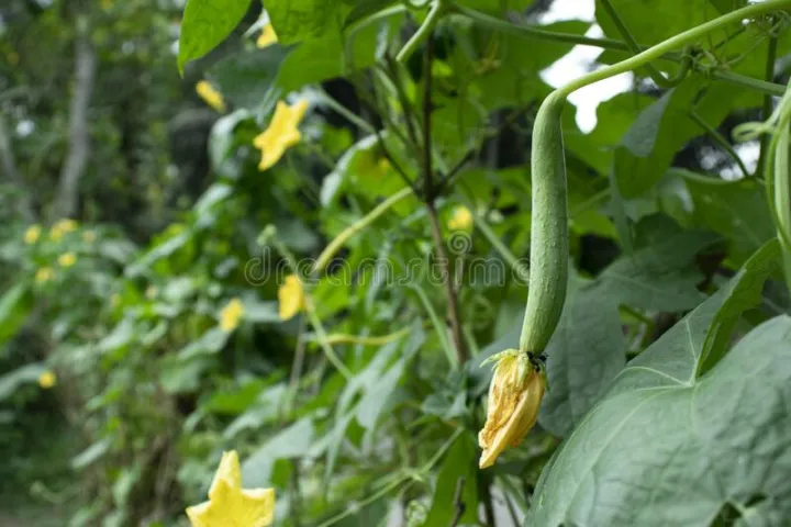 Deshi%20Organic%20Sweet%20Dhundol%20Seeds%20-%2015%20pcs%20seeds%20(Intake%20Packet)%20-%20Image%204