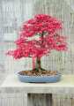 Mini Red Maple Tree Bonsai garden DIY Bonsai Maple Tree-15 Pcs SEEDS. 