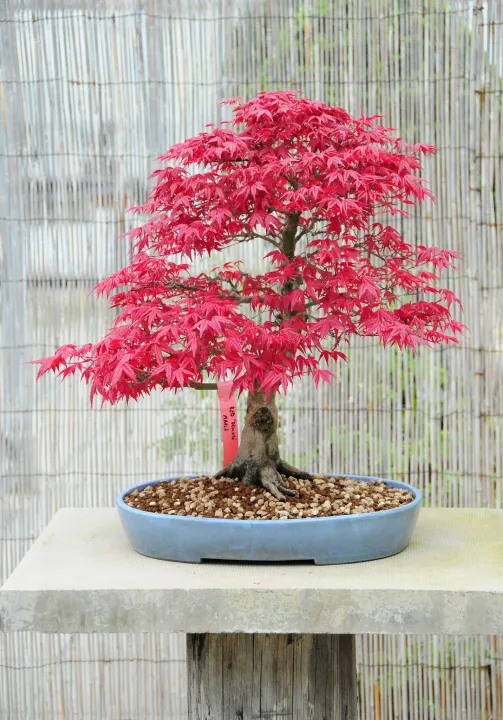Mini%20Red%20Maple%20Tree%20Bonsai%20garden%20DIY%20Bonsai%20Maple%20Tree-15%20Pcs%20SEEDS%20-%20Image%202