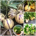 Global Pepino Melon Pear Seeds - 15+ Seeds Exotic Fruit Seeds.