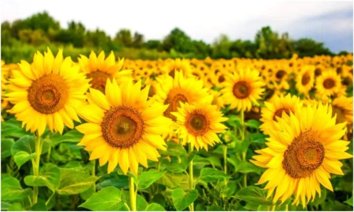 Sunflower%20Bonsai%20Seeds%20(%E0%A6%B8%E0%A7%82%E0%A6%B0%E0%A7%8D%E0%A6%AF%E0%A6%AE%E0%A7%81%E0%A6%96%E0%A7%80%20%E0%A6%AB%E0%A7%81%E0%A6%B2%20%E0%A6%AC%E0%A7%80%E0%A6%9C)%20-%2020%20Pcs%20Seeds%20-%20Image%203