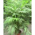 10 Pcs / Bag Chamaedorea Elegans Bonsai Potted Parlour Palm Bonsai Indoor Outdoor Home Ggarden Bonsai Plants Planting Is Simple. 
