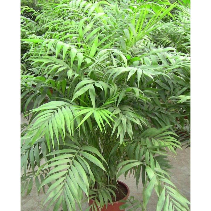 10 Pcs / Bag Chamaedorea Elegans Bonsai Potted Parlour Palm Bonsai Indoor Outdoor Home Ggarden Bonsai Plants Planting Is Simple