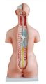 Human Anatomical Anatomy Human 85CM Unisex Torso 40 Parts XC-208 Medical Teaching Model Human Unisex Torso 40 Parts Medical Learn Aid Product detalls of Human Model Education Display 40 PARTS, material PVC.. 