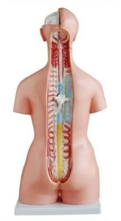 Human%20Anatomical%20Anatomy%20Human%2085CM%20Unisex%20Torso%2040%20Parts%20XC-208%20Medical%20Teaching%20Model%20Human%20Unisex%20Torso%2040%20Parts%20Medical%20Learn%20Aid%20Product%20detalls%20of%20Human%20Model%20Education%20Display%2040%20PARTS,%20material%20PVC.%20-%20Image%203