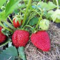 Organic  Red Color Strawberry Seeds - 30 Pcs Seeds. 