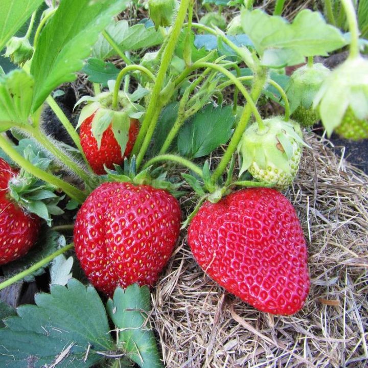 Organic%20%20Red%20Color%20Strawberry%20Seeds%20-%2030%20Pcs%20Seeds%20-%20Image%202