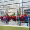 Metal Grill Rack Hanging Planter Pot 24x8x4 inches -1 Pcs..