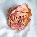 Powder Silica Gel for Flower Dering 1 kg desiccant keep dry flower and make nice shape.