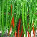 Organic long chaina hybrid chili seeds  23 seeds.. 