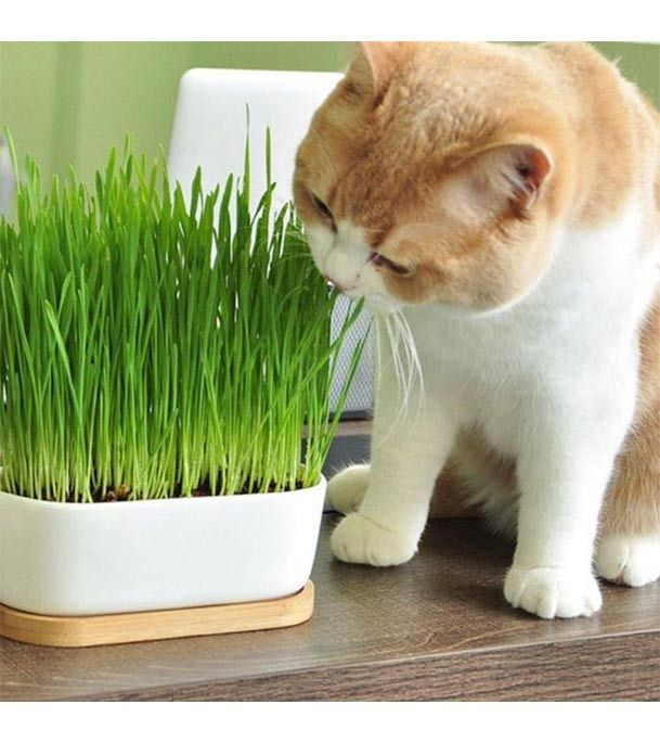 Cat%20Grass%20Seed%20-%2050%20gm/40000+%20Seed%20For%20Cat%20and%20Other%20Animal%20Eating%20Grass%20-%20Image%204