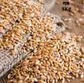 Organic Wheat Grain (গমের দানা ) 5Kg. 