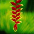 Heliconia Rostrata Flower Seeds (Crab Claws, Hanging Heliconia) - 10 Pcs Seeds.