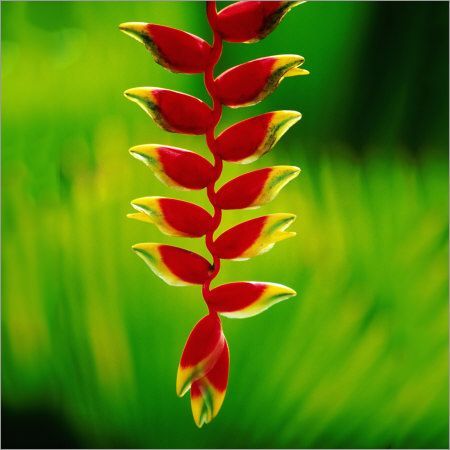 Heliconia%20Rostrata%20Flower%20Seeds%20(Crab%20Claws,%20Hanging%20Heliconia)%20-%2010%20Pcs%20Seeds%20-%20Image%203